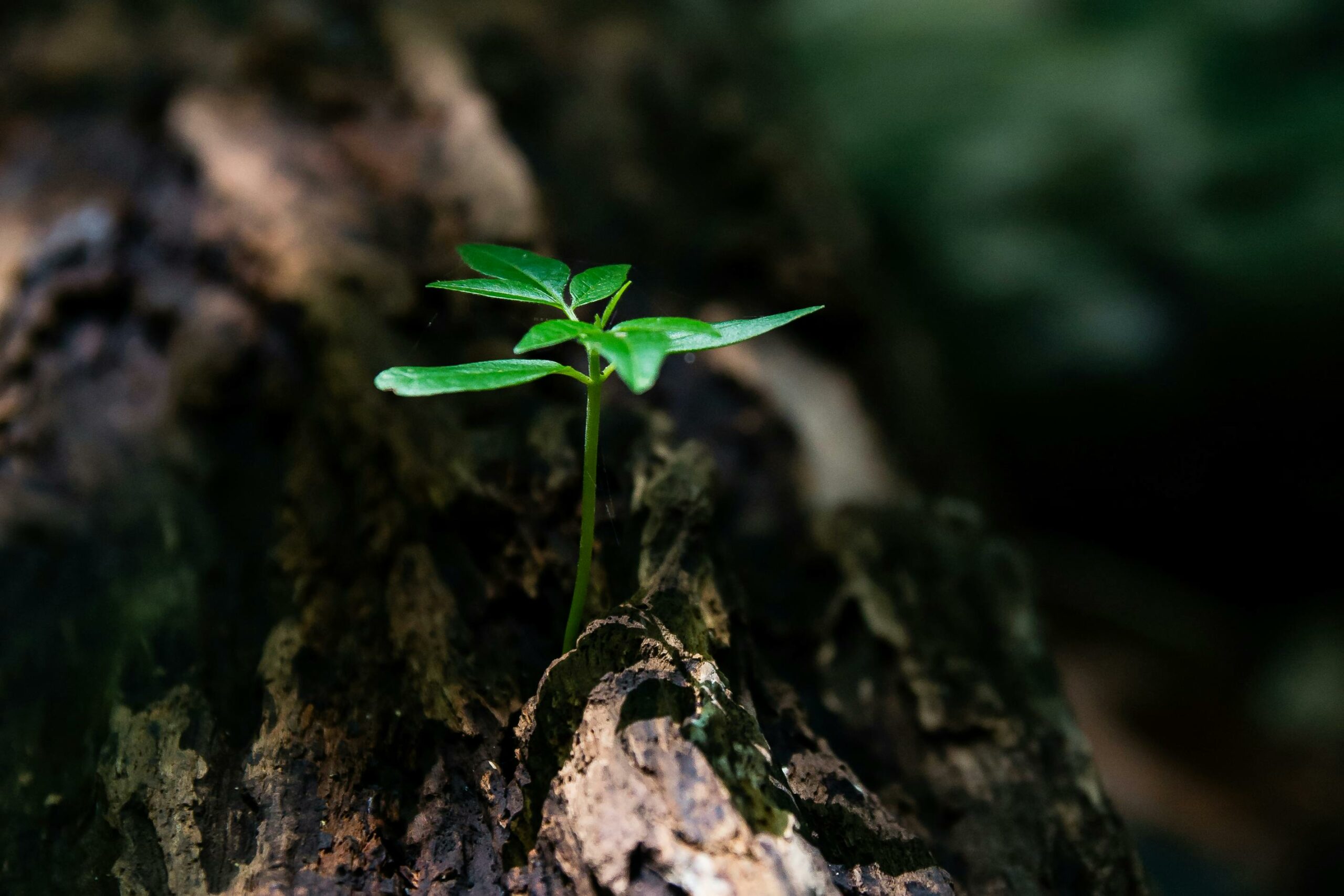 une petite plante qui pousse